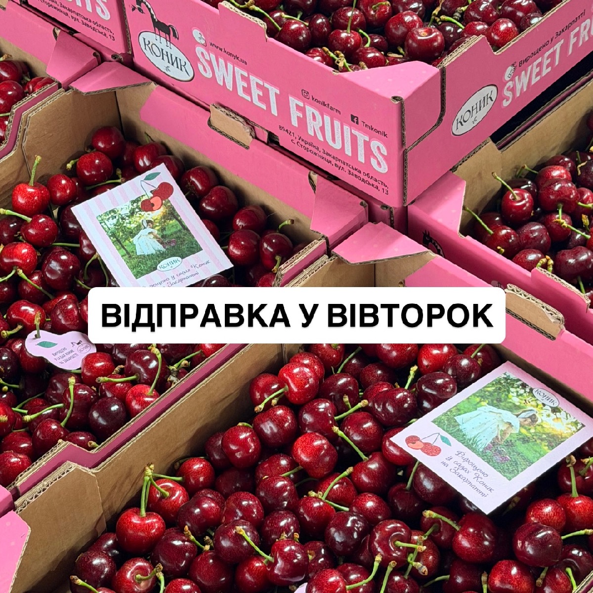 Черешня Кармен
