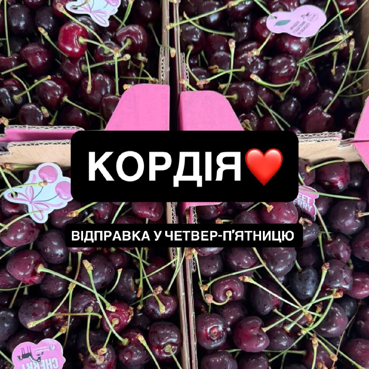 Черешня Кордія