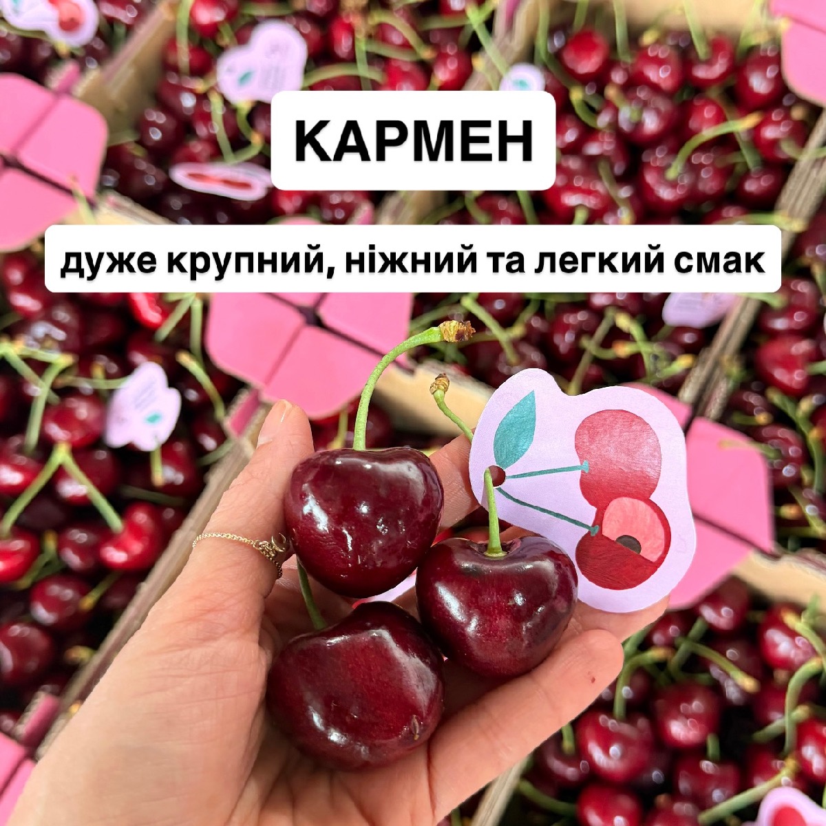Черешня Ванда
