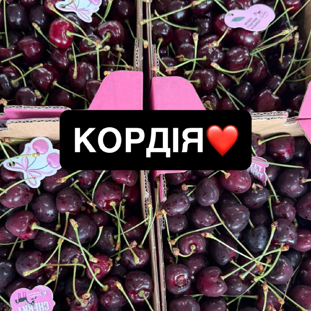 Черешня Кордія