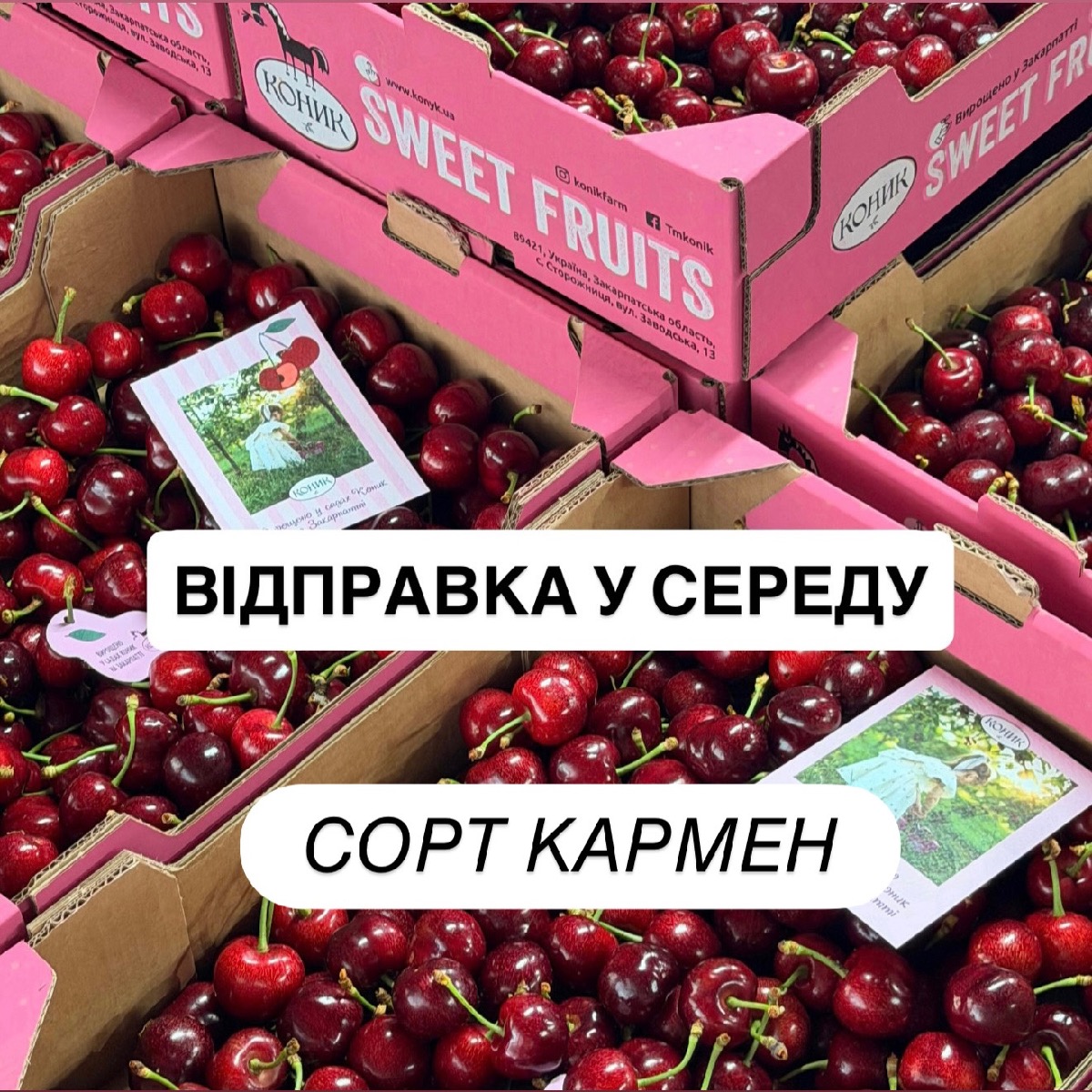 Черешня Кармен