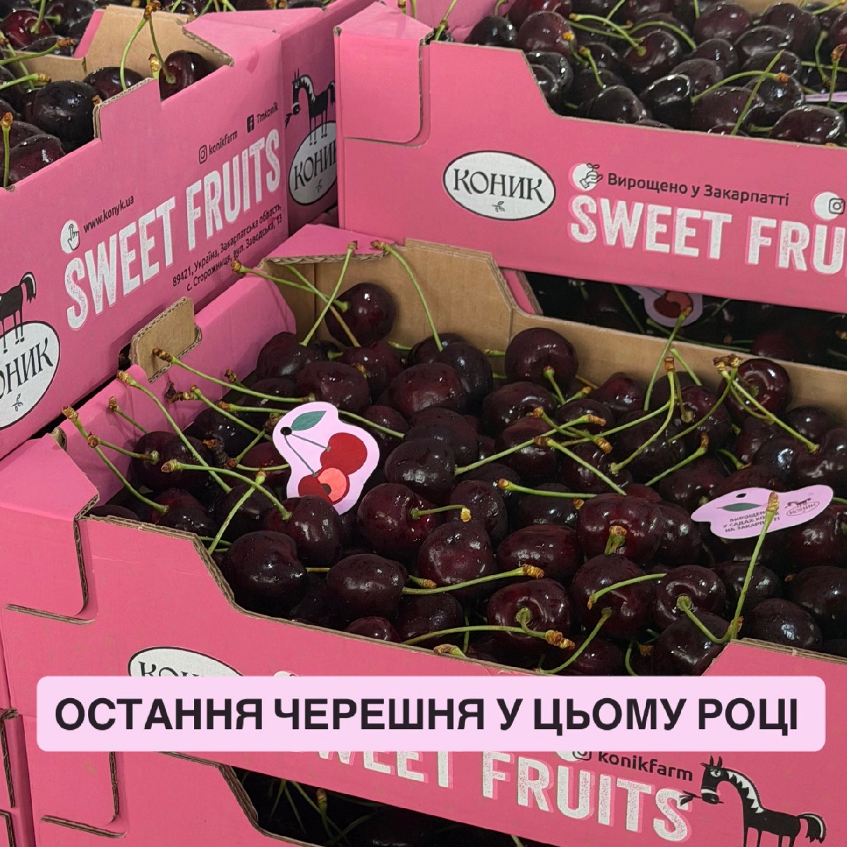 Черешня Кордія
